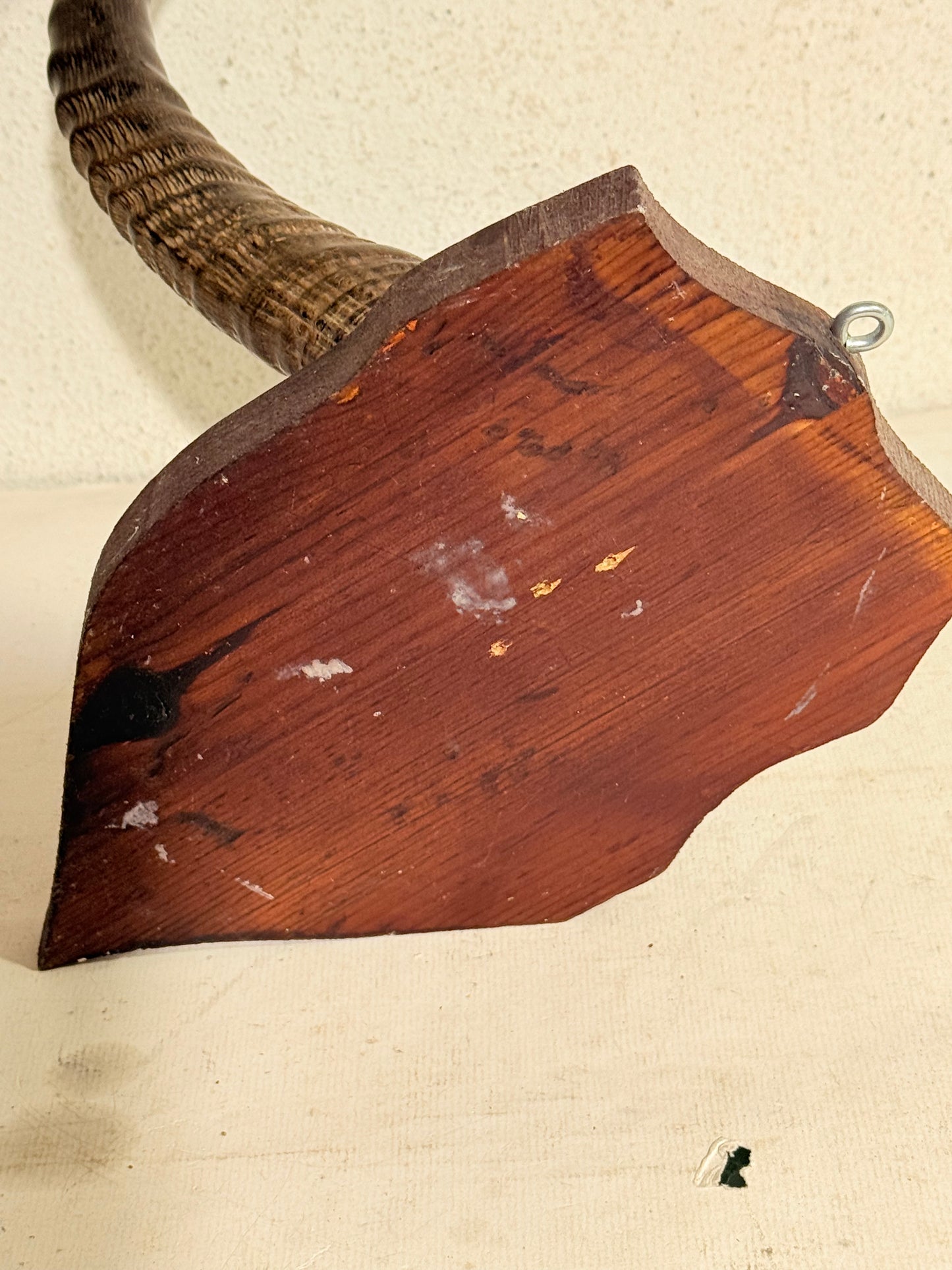 Antik Koantilope (Alcelaphus buselaphus) på trofæplade. Start 1900 tallet.