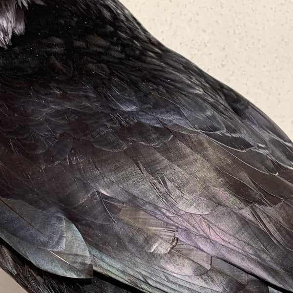 Udstoppet fugl, Ravn ( Corvus corax)