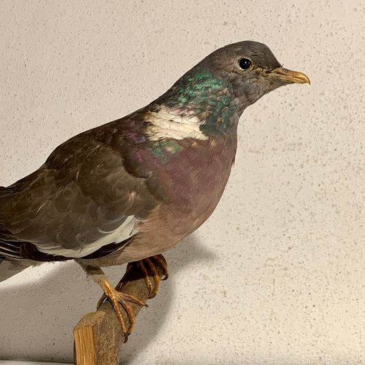 Stuffed bird, Wood Pigeon (Columba palumbus)