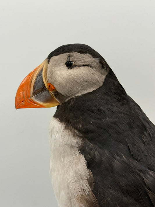 Udstoppet fugl. Lunde (Søpapegøje- Fratercula arctica)