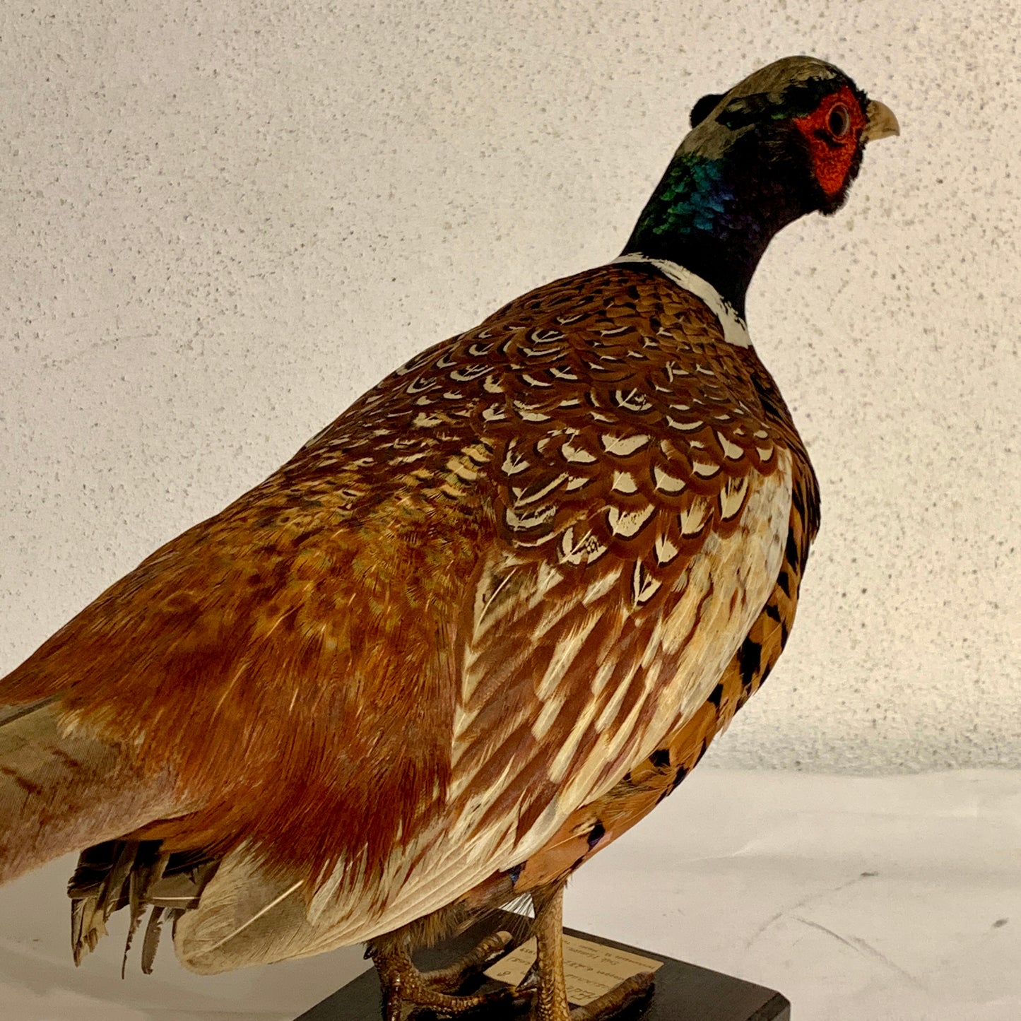 Stuffed bird, male Pheasant (Phasianus colchicus)