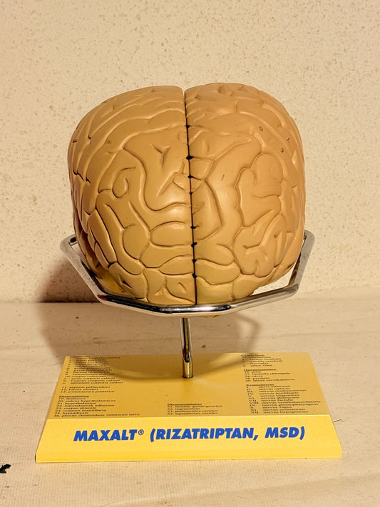 Vintage MAXALT anatomisk menneske hjerne model