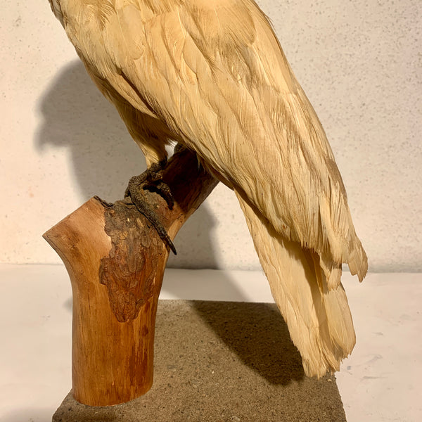 Udstoppet sjælden fugl, Moluk Kakadue ( Cacatua moluccensis.) Fra 1930érne.