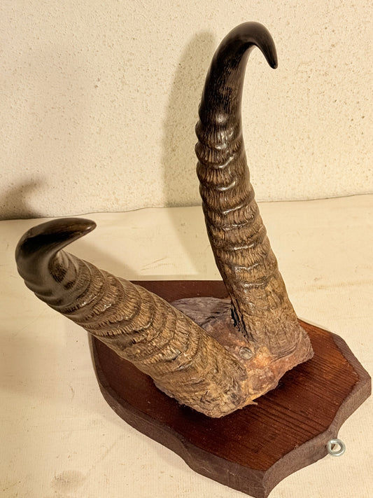 Antik Koantilope (Alcelaphus buselaphus) på trofæplade. Start 1900 tallet.