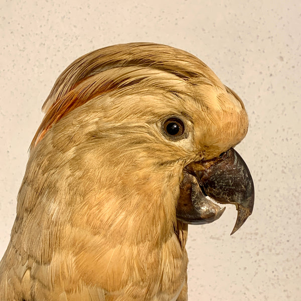 Udstoppet sjælden fugl, Moluk Kakadue ( Cacatua moluccensis.) Fra 1930érne.