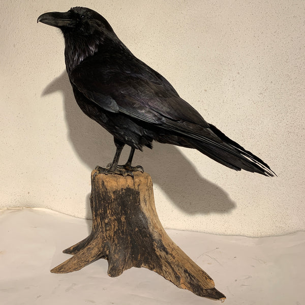 Udstoppet fugl, Ravn ( Corvus corax)