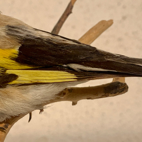 Udstoppet fugl, Stillits ( Carduelis carduelis.)