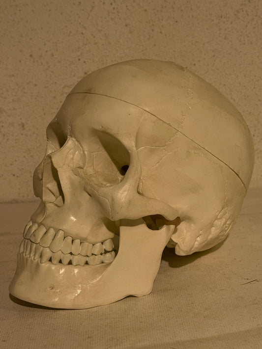 Vintage medicinsk menneske kranie (Cranium homo sapiens) i hård plast.