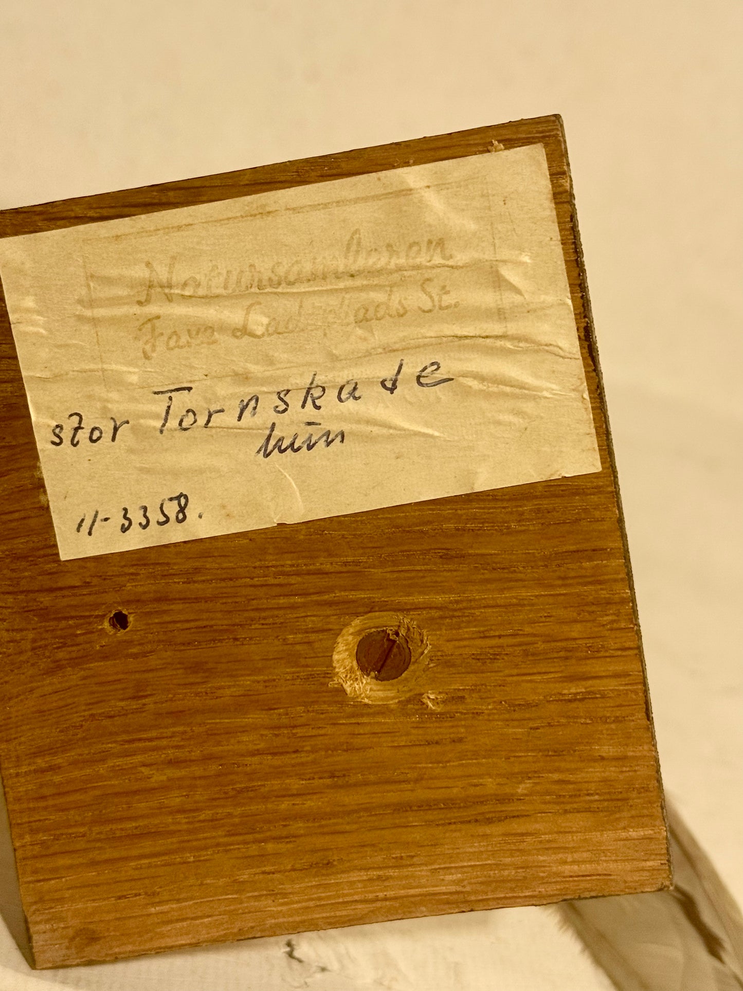 Udstoppet fugl, Stor tornskade (Lanius excubitor) Fra 1958.