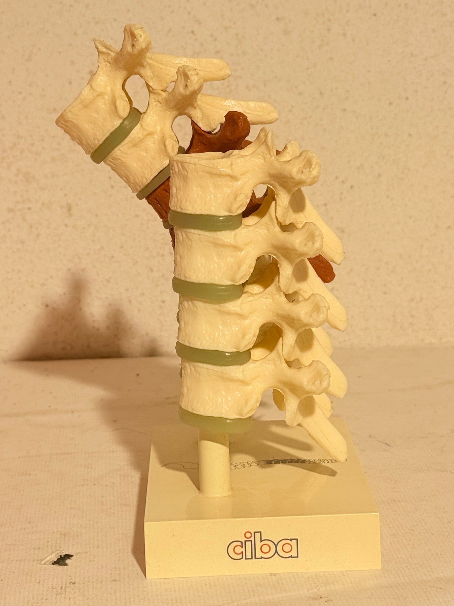 Vintage Ciba anatomisk ryghvirvel model