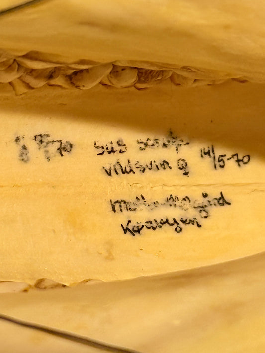 Genuine older Wild Boar skull (Sus scofa.) With writing.