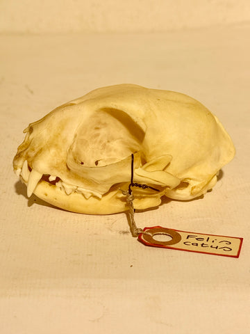 Ægte ældre katte kranie (felis catus)