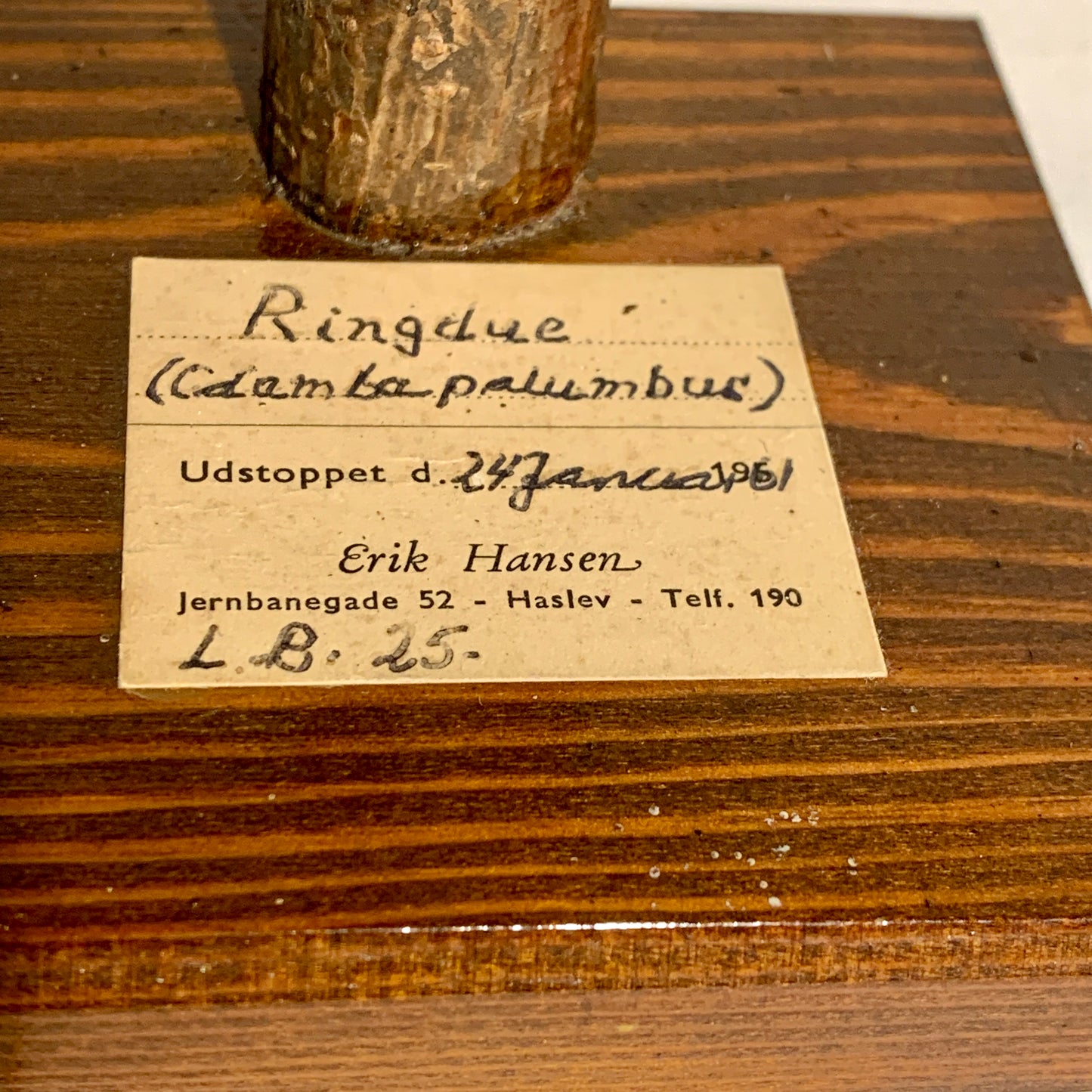 Udstoppet fugl, Ringdue (Columba palumbus)