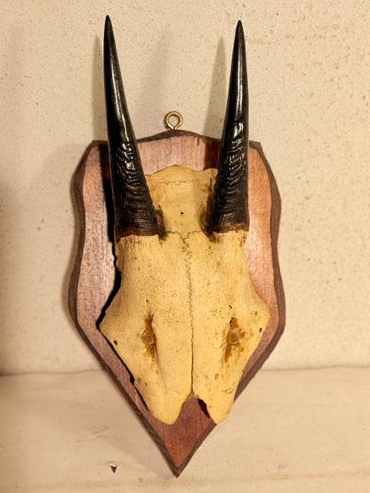 Antik Oribi antilope (Ourebia ourebi) på trofæplade. Start 1900 tallet