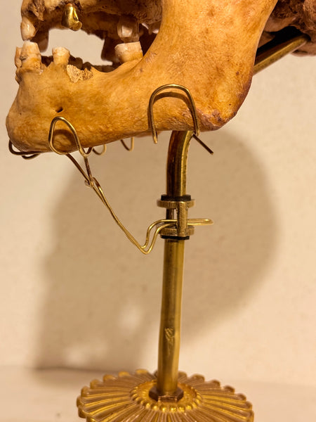 Originalt antikt menneske kranie, med 18K guldtand og udstillingsstativ. (Cranium homo sapiens)