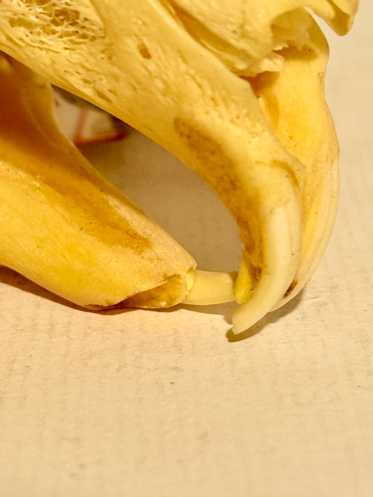 Ægte ældre Hare kranie (Lepus europaeus.)