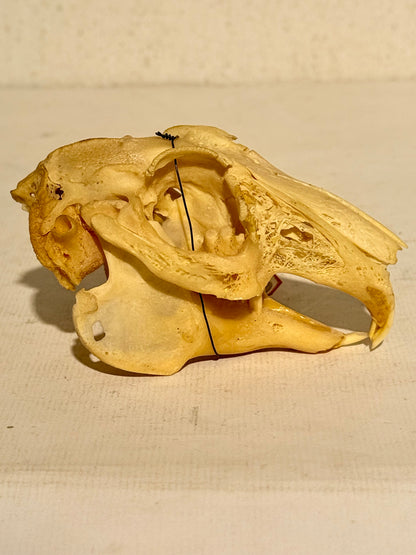 Ægte ældre Hare kranie (Lepus europaeus.)