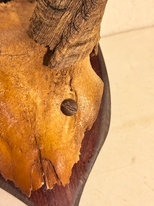 Antik Kudu antilope (Tragelaphus strepsiceros) på trofæplade. Start 1900 tallet.