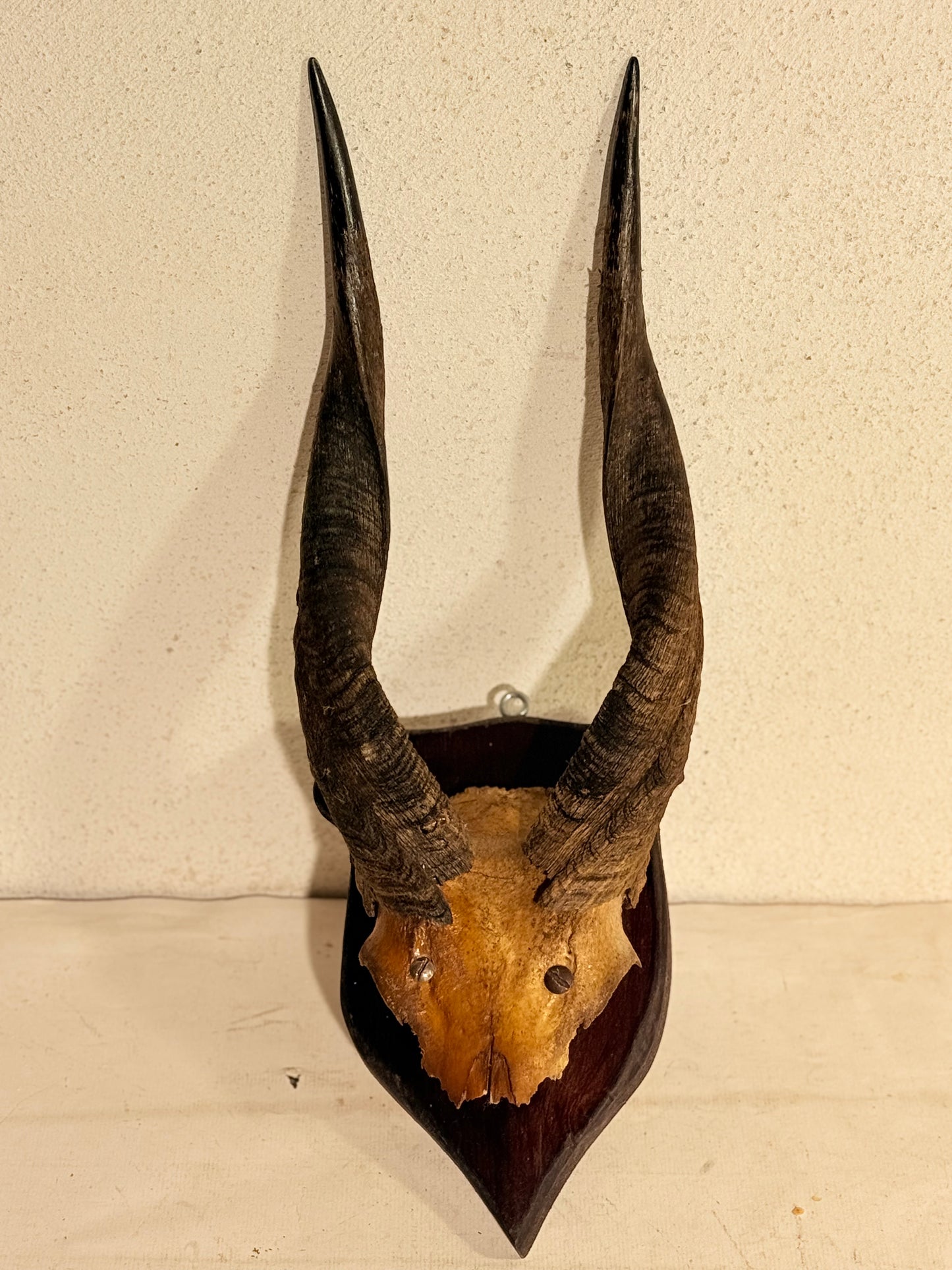 Antik Kudu antilope (Tragelaphus strepsiceros) på trofæplade. Start 1900 tallet.