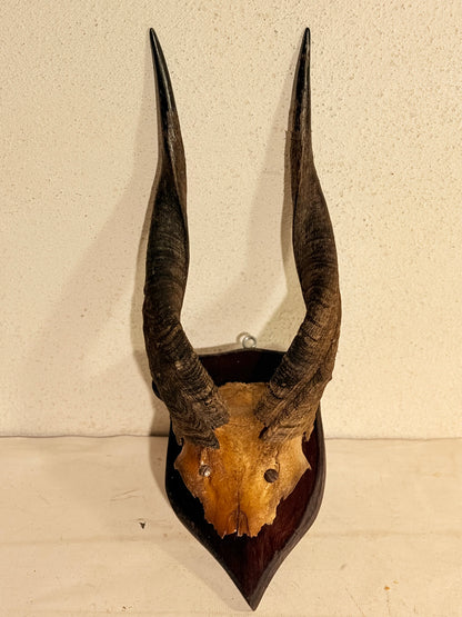 Antik Kudu antilope (Tragelaphus strepsiceros) på trofæplade. Start 1900 tallet.