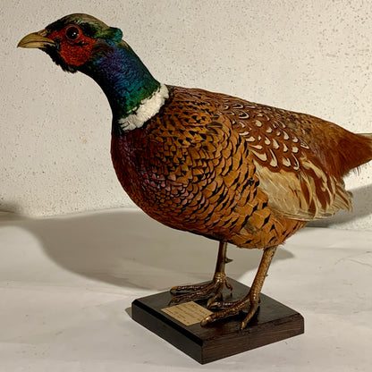 Udstoppet fugl, Fasan han (Phasianus colchicus )