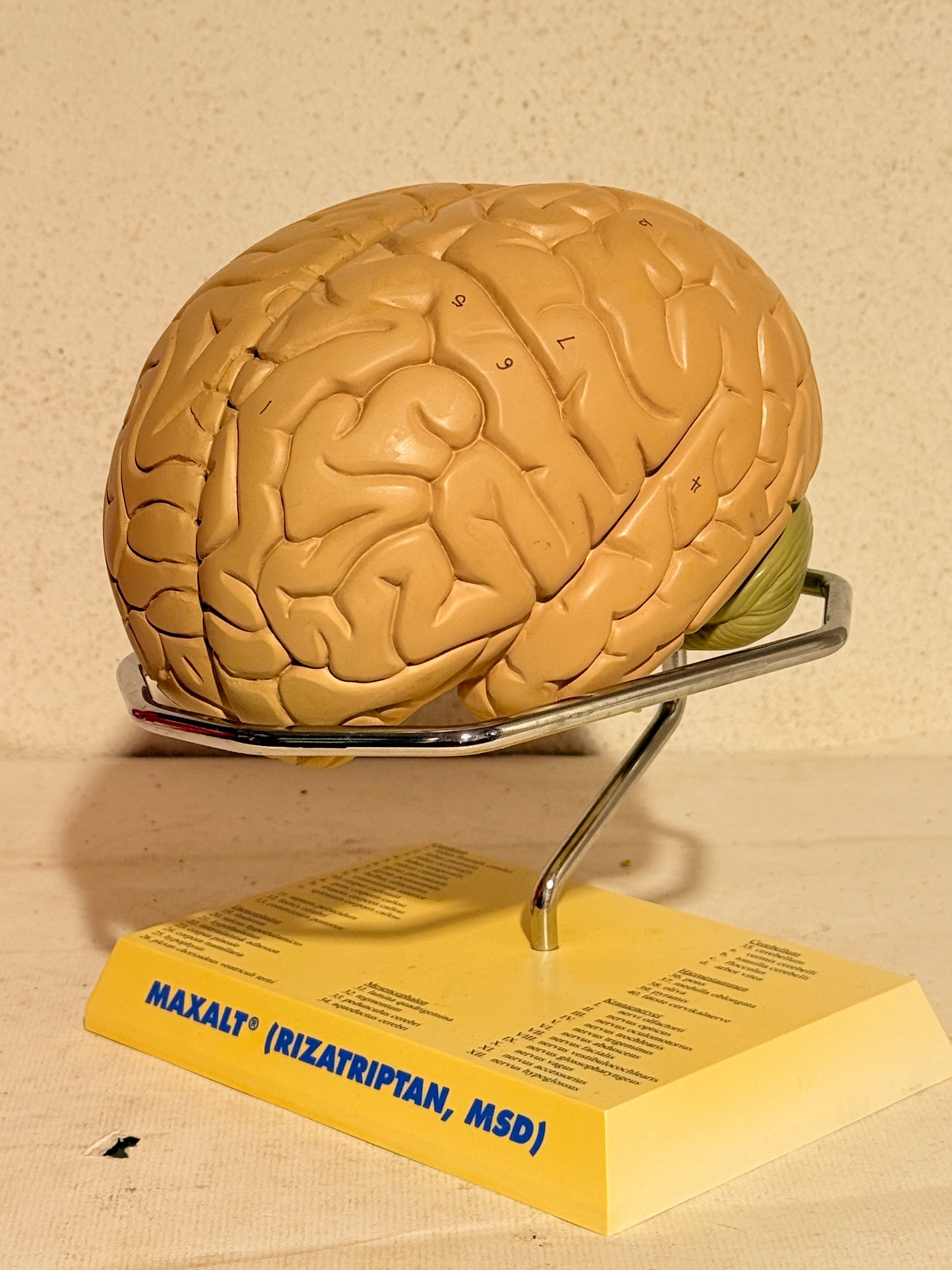 Vintage MAXALT anatomisk menneske hjerne model
