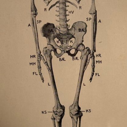 Antik original Skelet oversigt, fra start 1900 tallet.