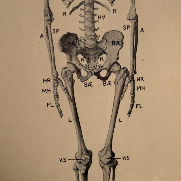 Antik original Skelet oversigt, fra start 1900 tallet.