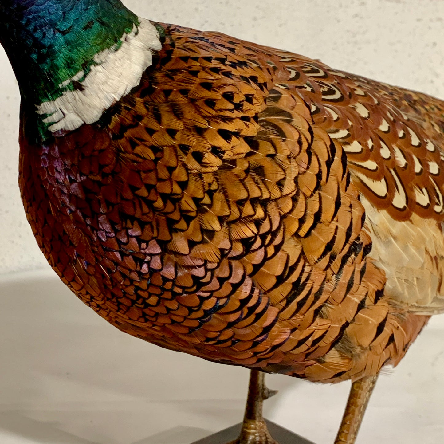 Udstoppet fugl, Fasan han (Phasianus colchicus )