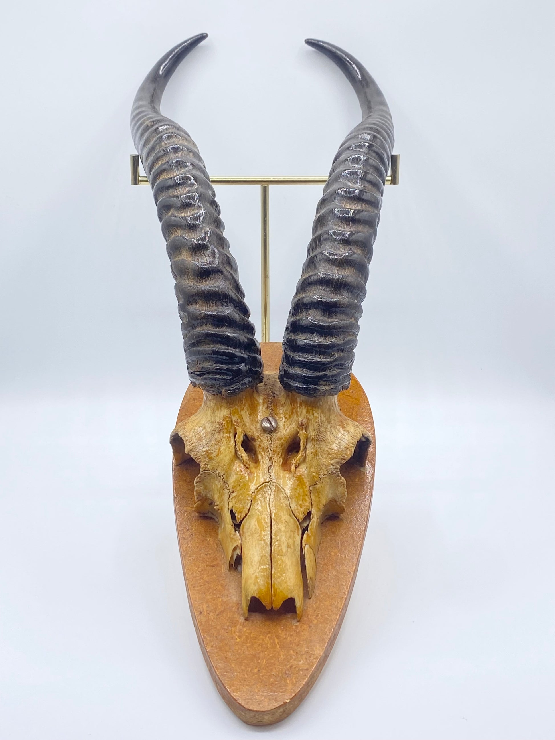 Antik Grants Gazelle (Nanger Granti) på trofæplade. Start 1900 tallet