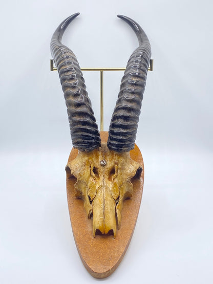 Antik Grants Gazelle (Nanger Granti) på trofæplade. Start 1900 tallet