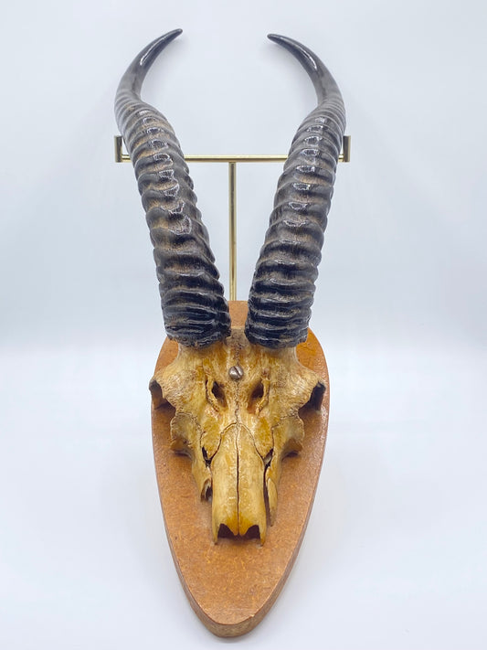 Antik Grants Gazelle (Nanger Granti) på trofæplade. Start 1900 tallet