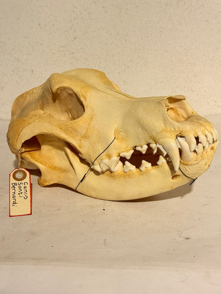 Ægte ældre Sankt Bernhards hund kranie (Canis Santi Bernhardi) Sjældent.
