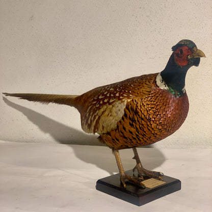 Udstoppet fugl, Fasan han (Phasianus colchicus )