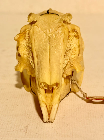 Ægte ældre Hare kranie (Lepus europaeus.)