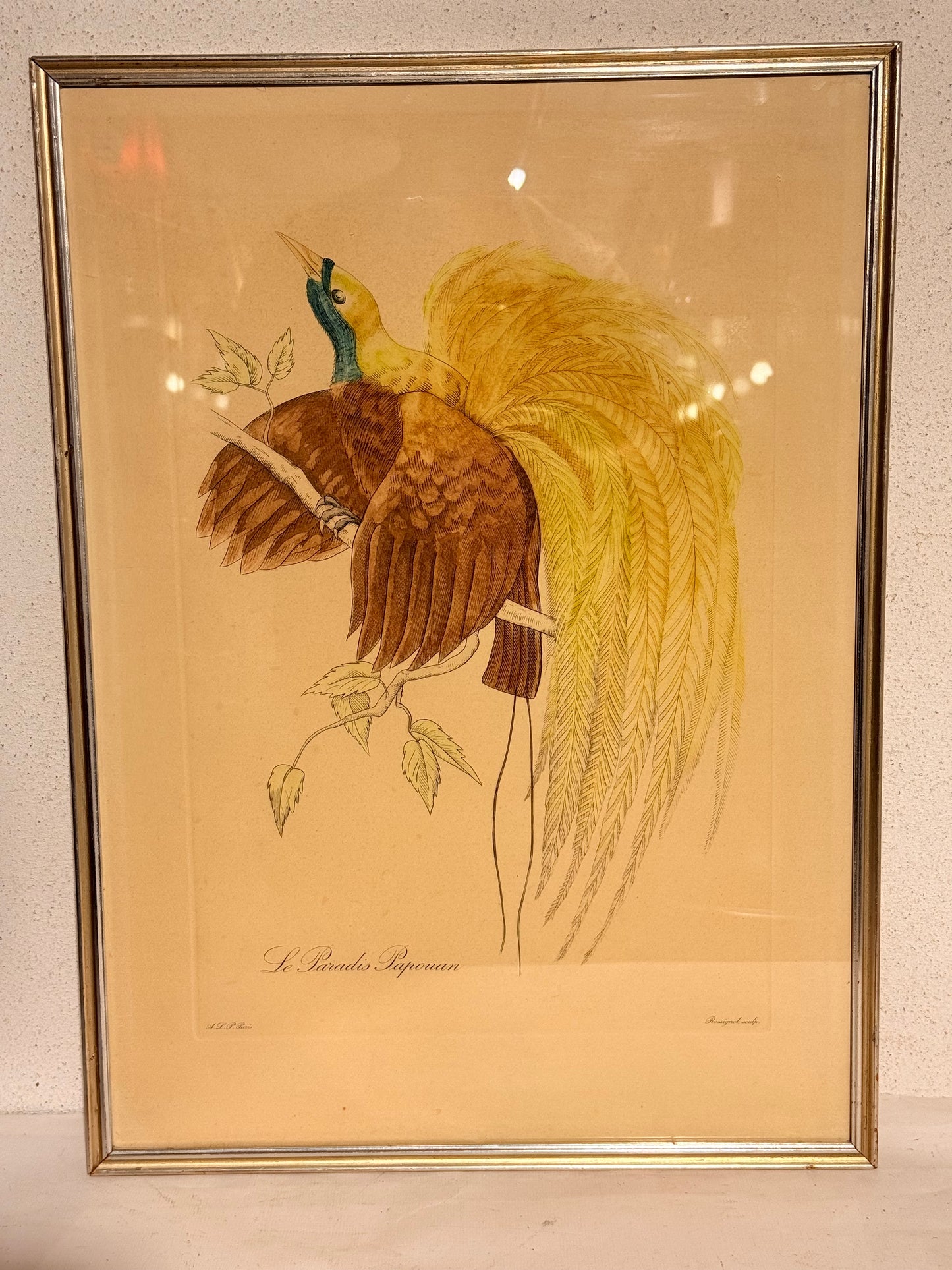 Le Paradis Papuan. Antique French copper engraving from the 19th century