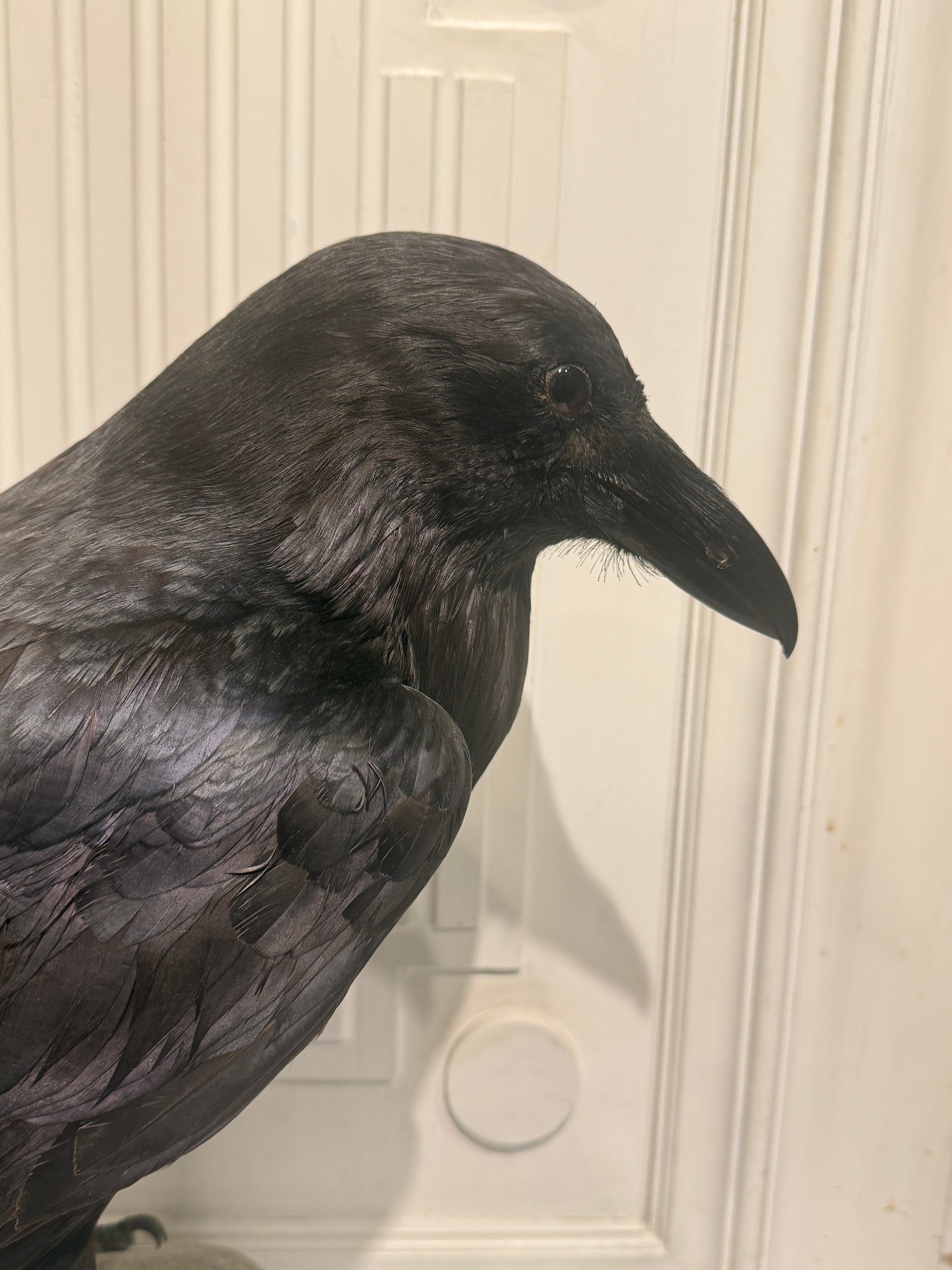 Udstoppet fugl, Ravn (Corvus corax)