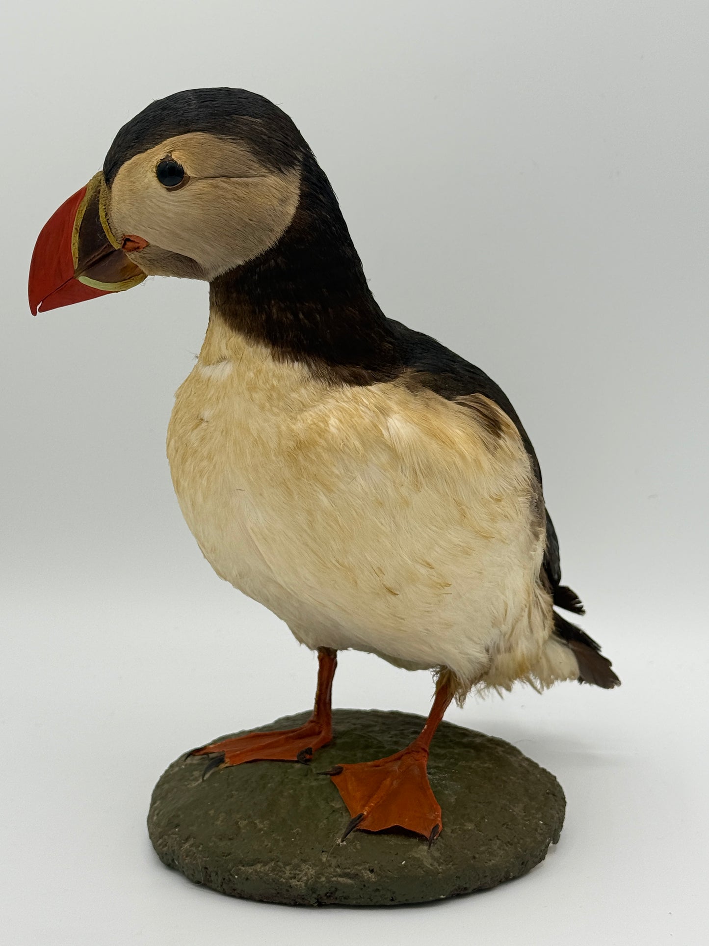 Udstoppet Lunde (Søpapegøje- Fratercula arctica)