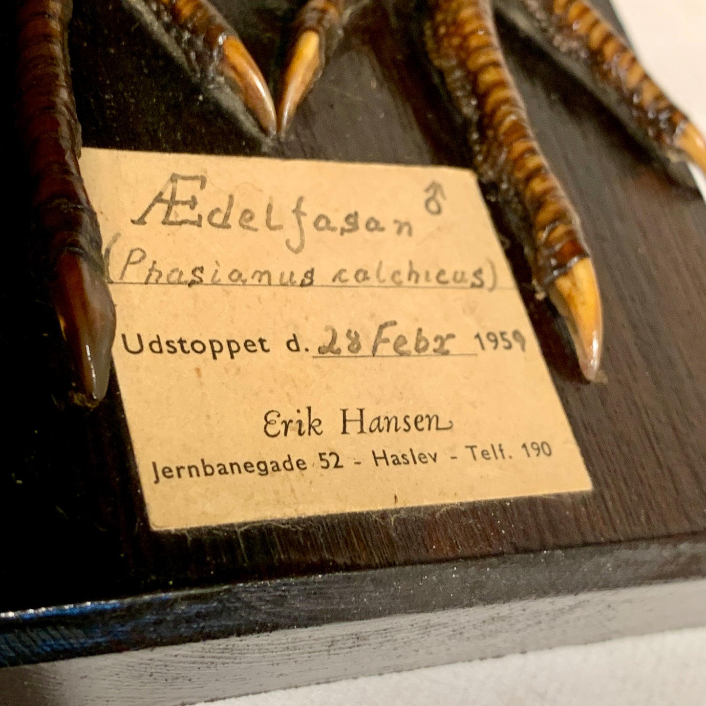 Udstoppet fugl, Fasan han (Phasianus colchicus )