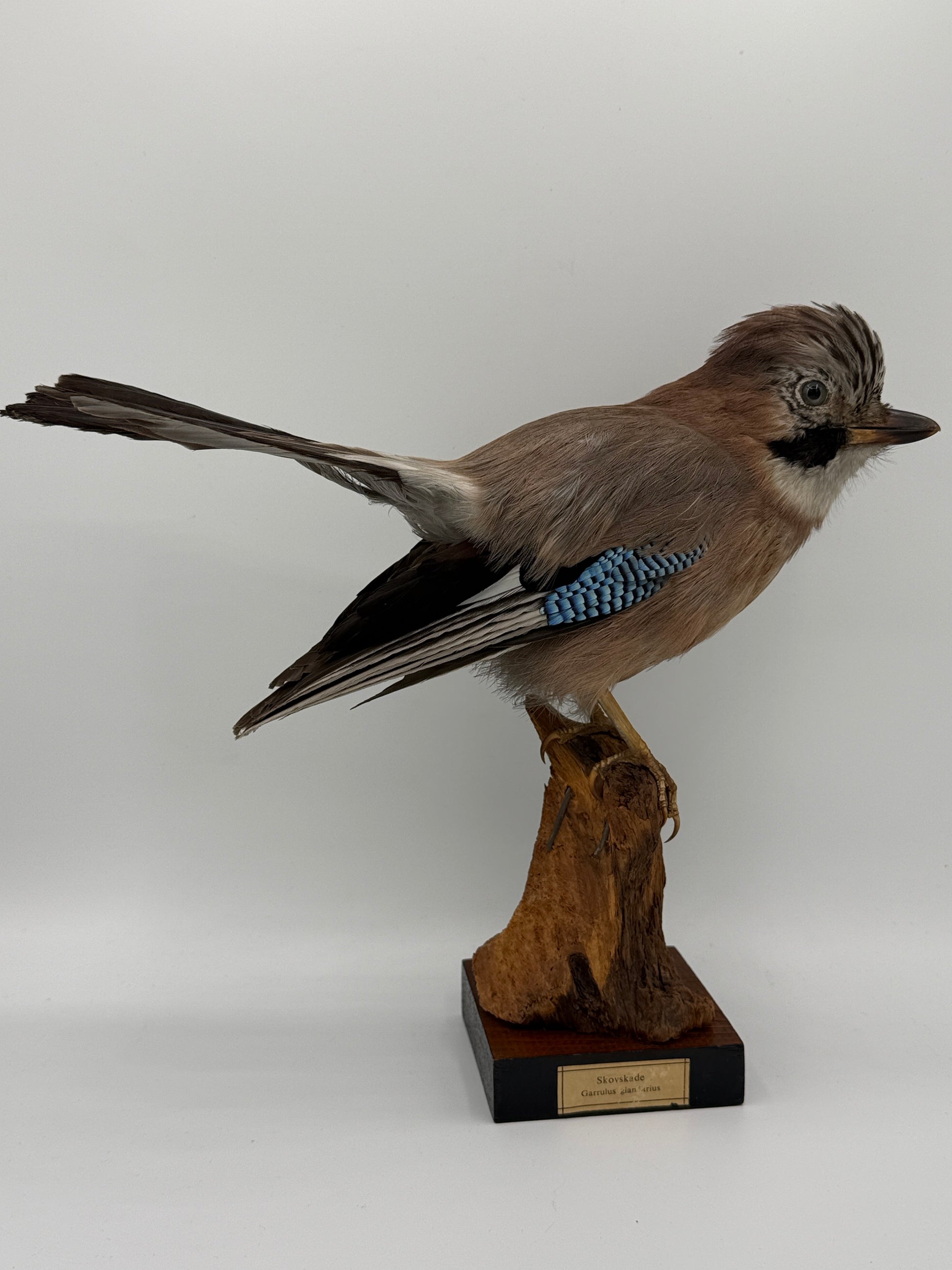 Udstoppet fugl, Skovskade (Garrulus glandarius) Fra midt/slut 20.Årh