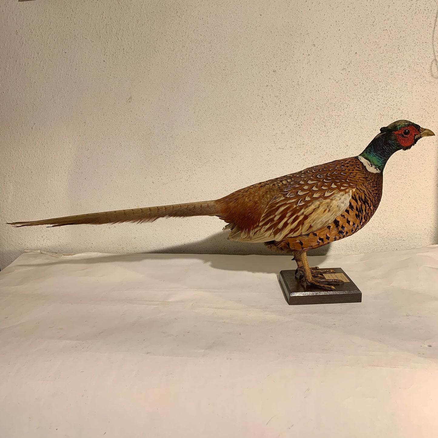 Udstoppet fugl, Fasan han (Phasianus colchicus )