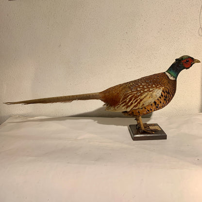 Udstoppet fugl, Fasan han (Phasianus colchicus )