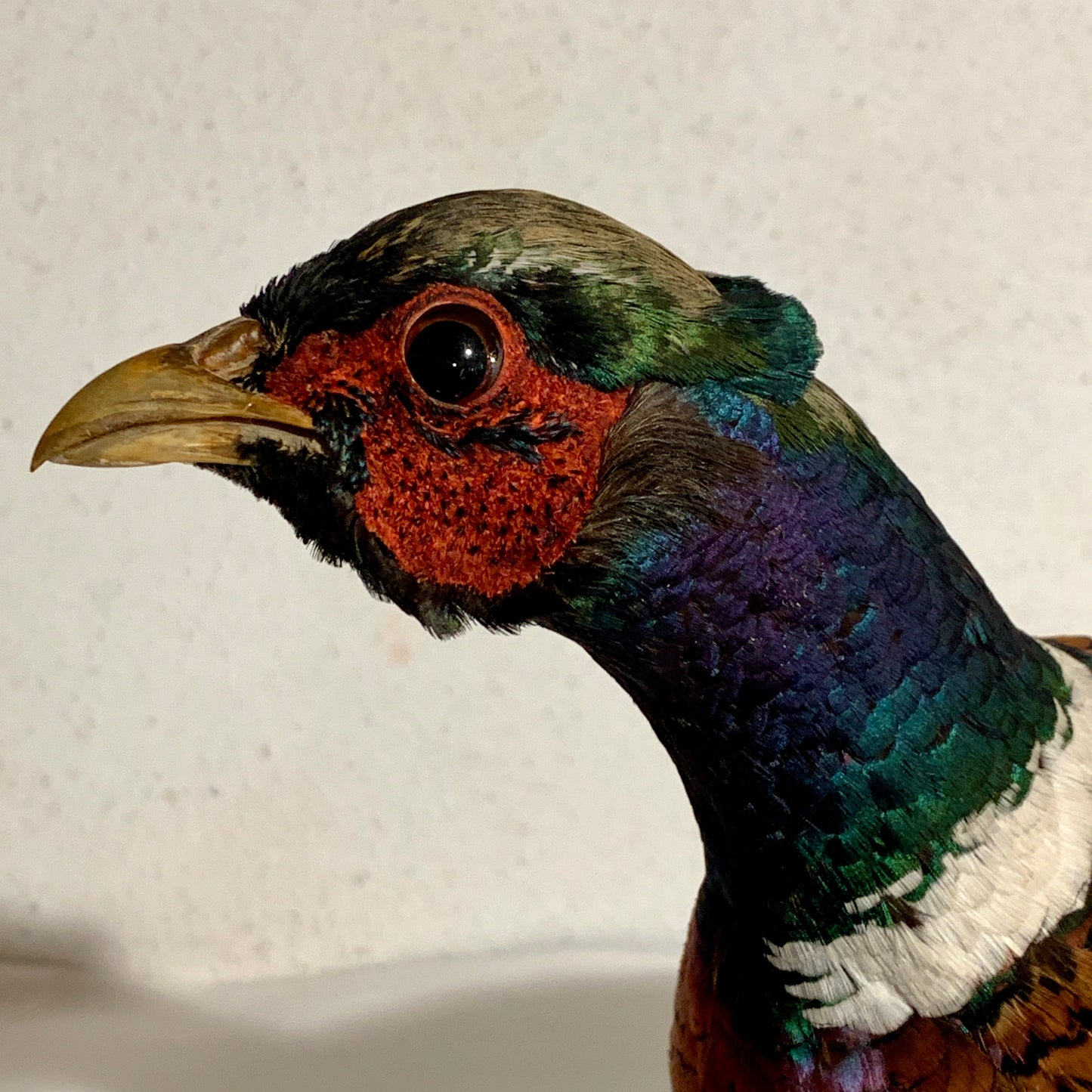 Udstoppet fugl, Fasan han (Phasianus colchicus )