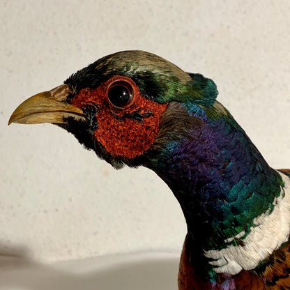 Udstoppet fugl, Fasan han (Phasianus colchicus )