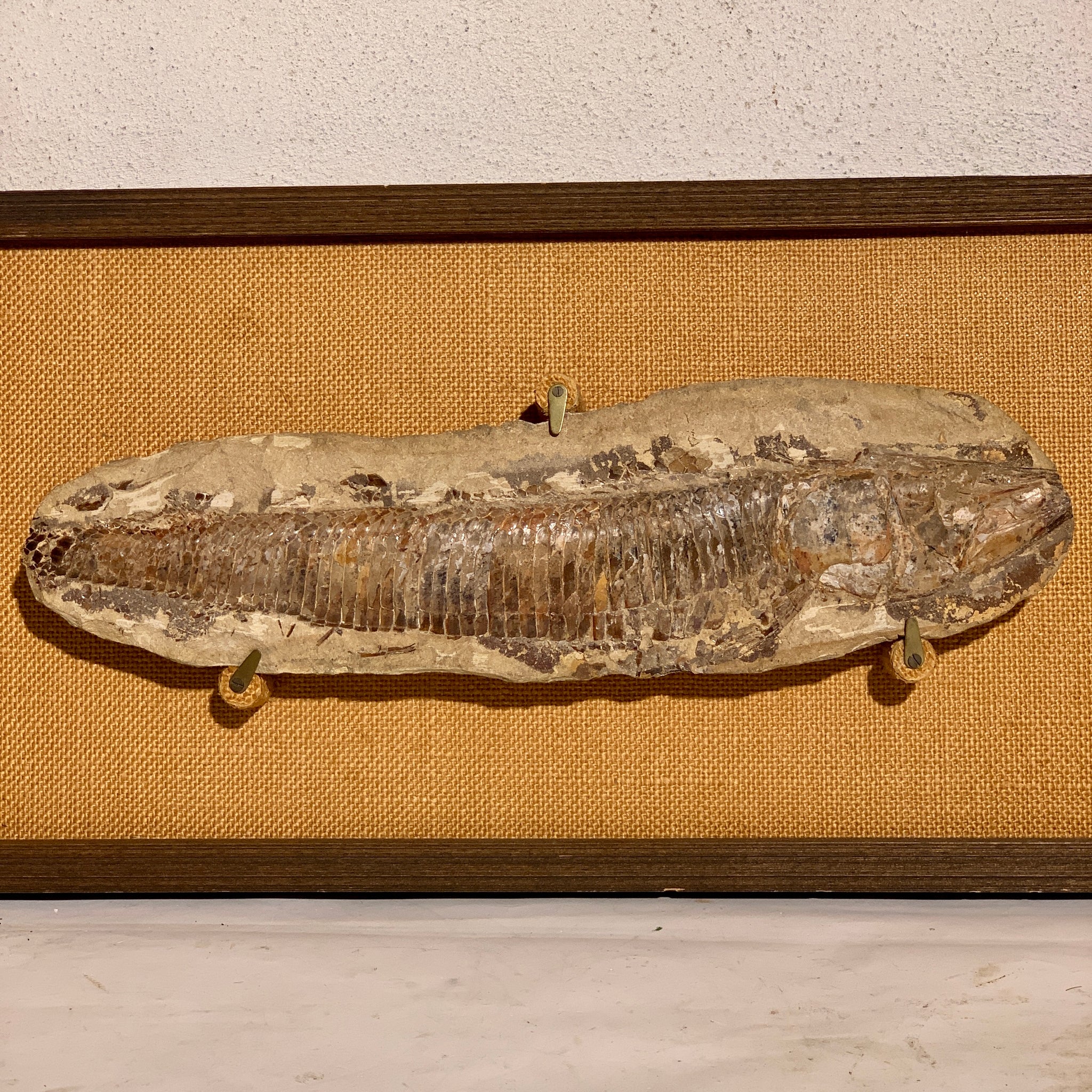 Ægte Kridttids fossil, Vinctifer Comptoni, 113-125 millioner år gammel.