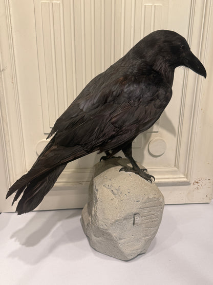 Udstoppet fugl, Ravn (Corvus corax)