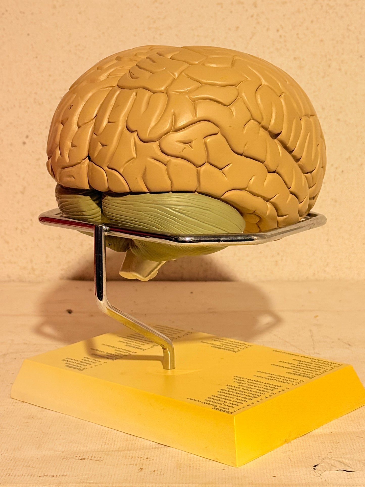 Vintage MAXALT anatomisk menneske hjerne model