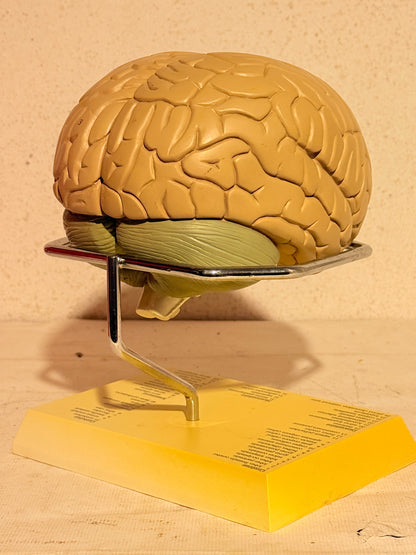 Vintage MAXALT anatomisk menneske hjerne model