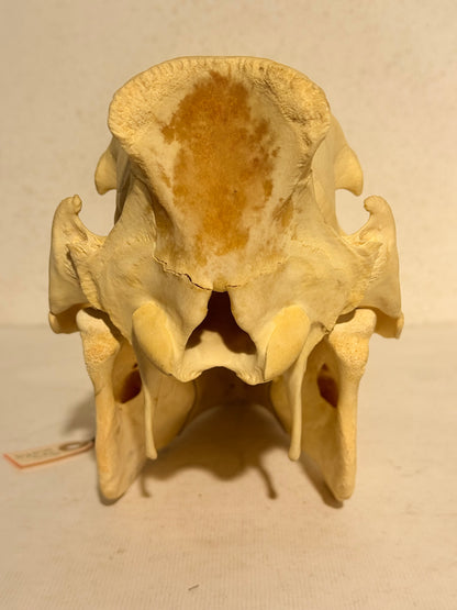 Ægte ældre Vildsvine kranie (Sus scofa.) Med skrift.