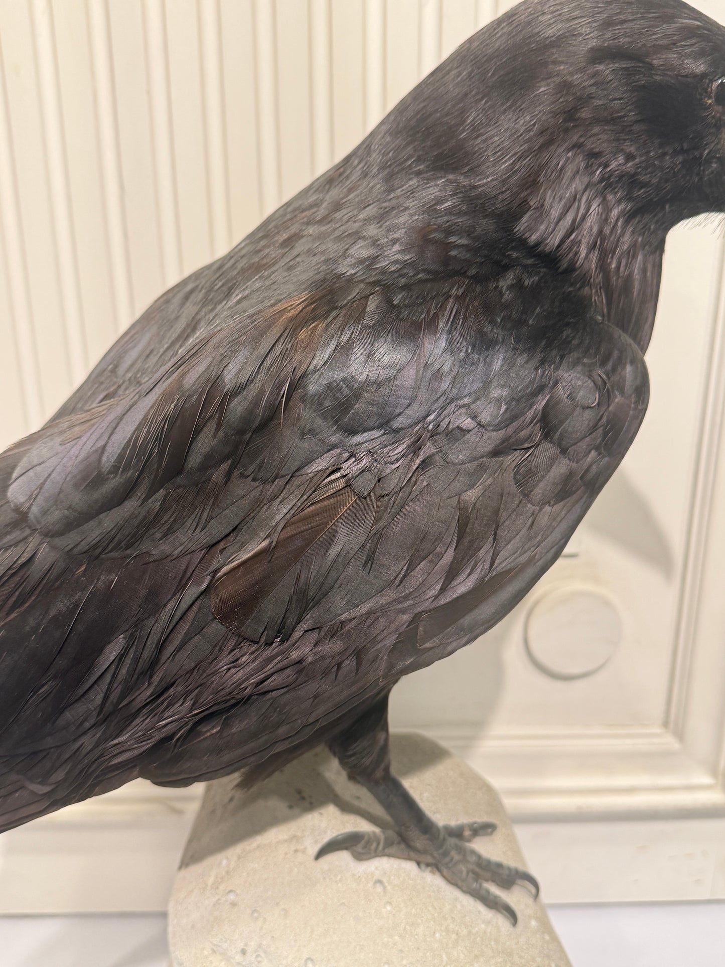 Udstoppet fugl, Ravn (Corvus corax)